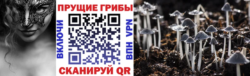 Галлюциногенные грибы Cubensis  Таштагол 